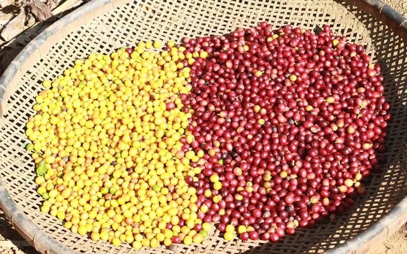 tiêu chí đánh giá thực phẩm thực dưỡng chất lượng