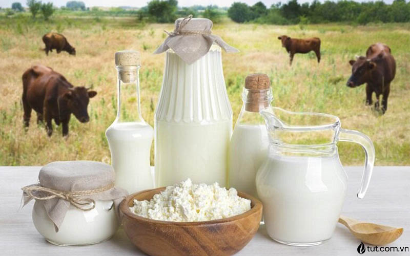 Sữa động vật và các sản phẩm từ sữa không nên dùng trong thực dưỡng