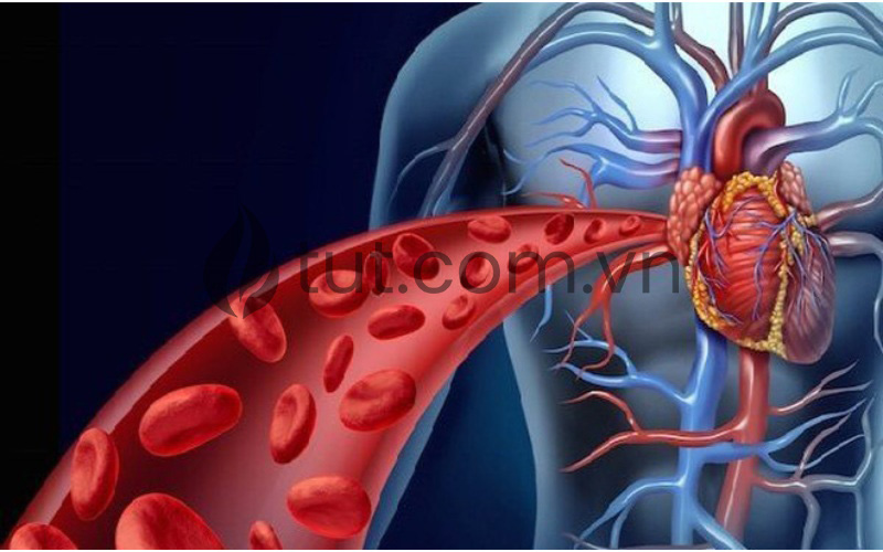 Cung cấp năng lượng và kích thích tuần hoàn