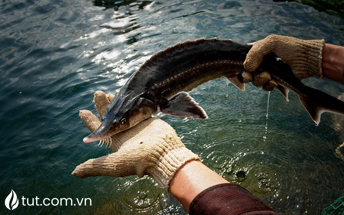 cá tầm đà lạt